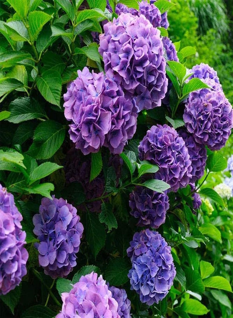 جي جوت 20 قطعة من بذور الكوبية المختلطة غنية بالألوان، فريدة في شكل الزهرة، أضف اللون إلى حديقتك، اصنع بيئة جميلة - Image 3