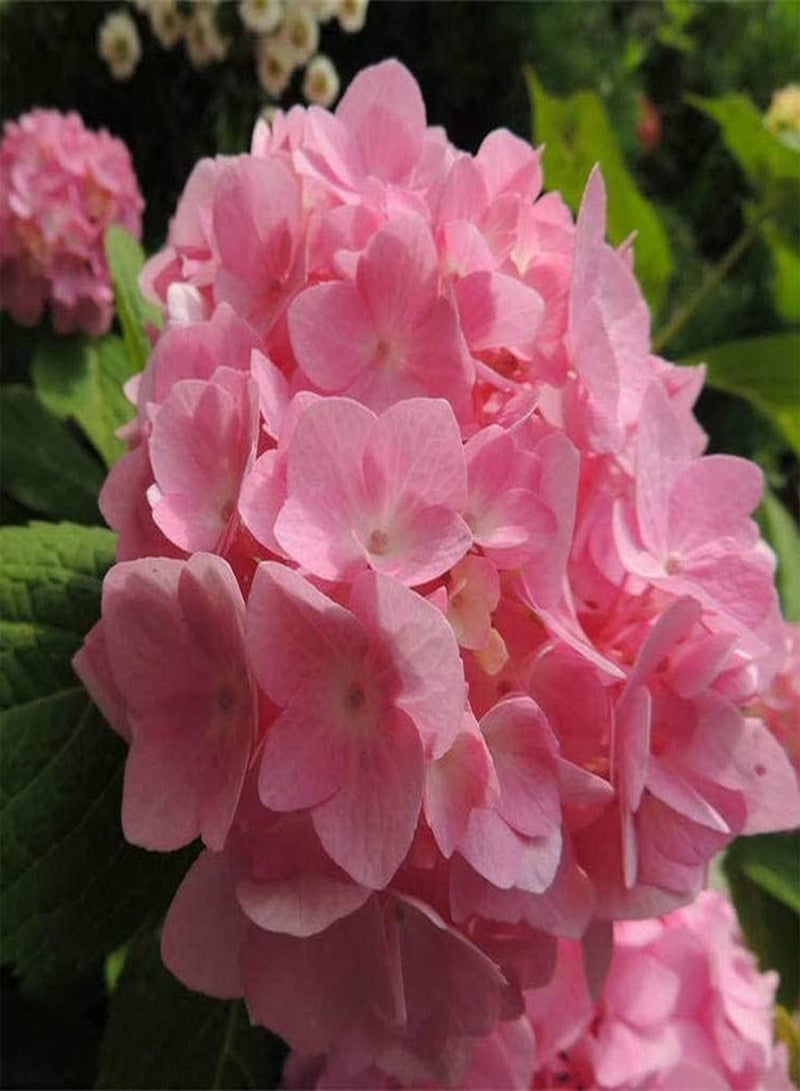 جي جوت 20 قطعة من بذور الكوبية المختلطة غنية بالألوان، فريدة في شكل الزهرة، أضف اللون إلى حديقتك، اصنع بيئة جميلة - Image 2