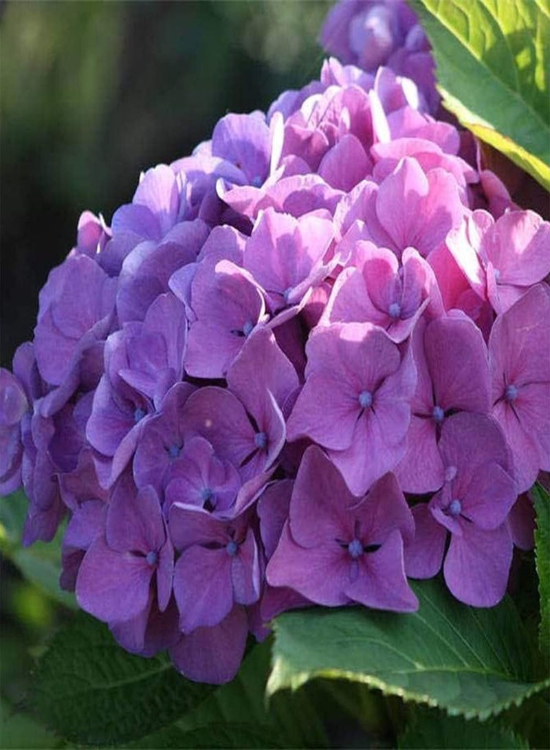 جي جوت 20 قطعة من بذور الكوبية المختلطة غنية بالألوان، فريدة في شكل الزهرة، أضف اللون إلى حديقتك، اصنع بيئة جميلة - Image 4