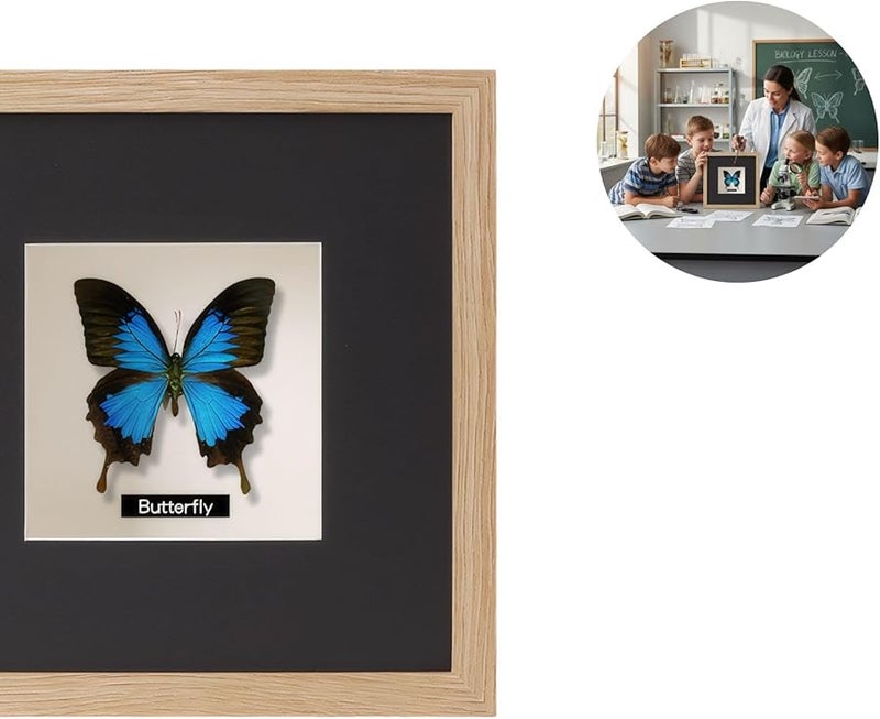 حافظة عرض فراشة باللون الخشبي الأصلي مقاس 5 × 7 بوصة مع حصيرة لهواة الجمع - Image 5