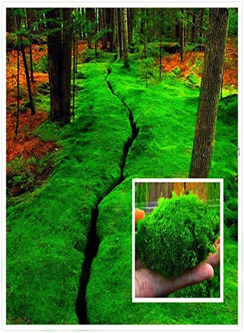 جي جوت بذور الطحالب من إيجرو، عبوة من 100 قطعة، مناسبة لتزيين نباتات البونساي المنزلية، بذور العشب، نباتات مزروعة في أصص - Image 1