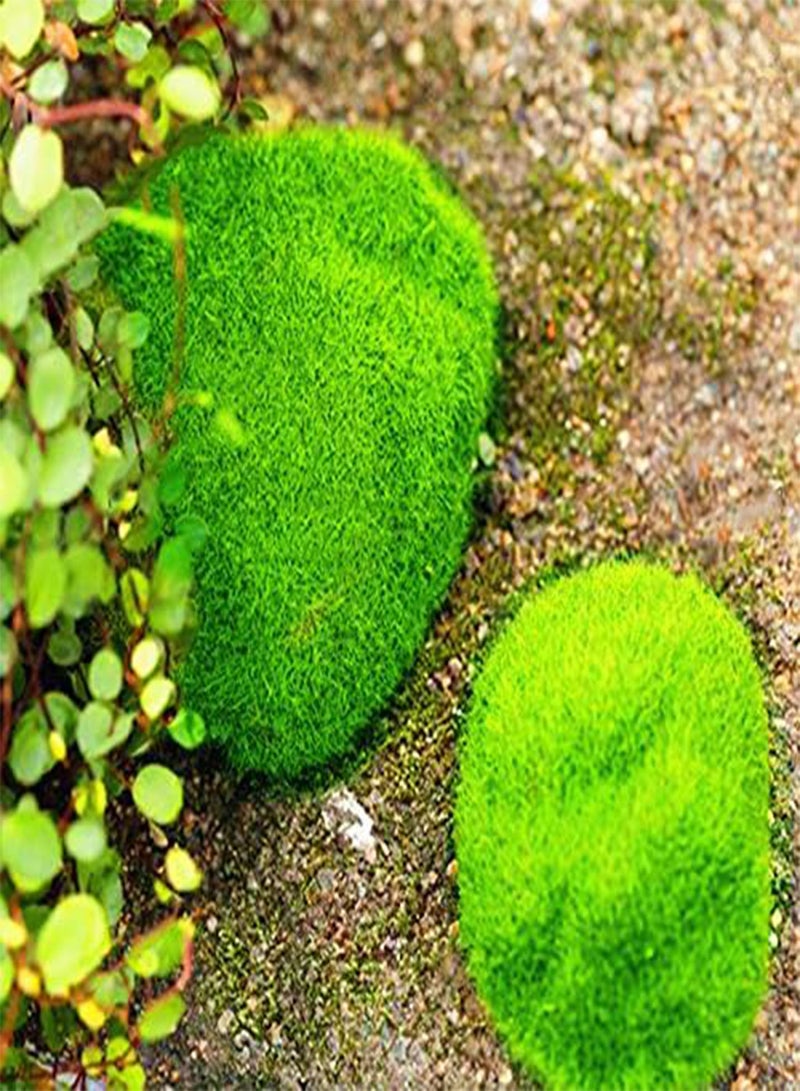 جي جوت بذور الطحالب من إيجرو، عبوة من 100 قطعة، مناسبة لتزيين نباتات البونساي المنزلية، بذور العشب، نباتات مزروعة في أصص - Image 4