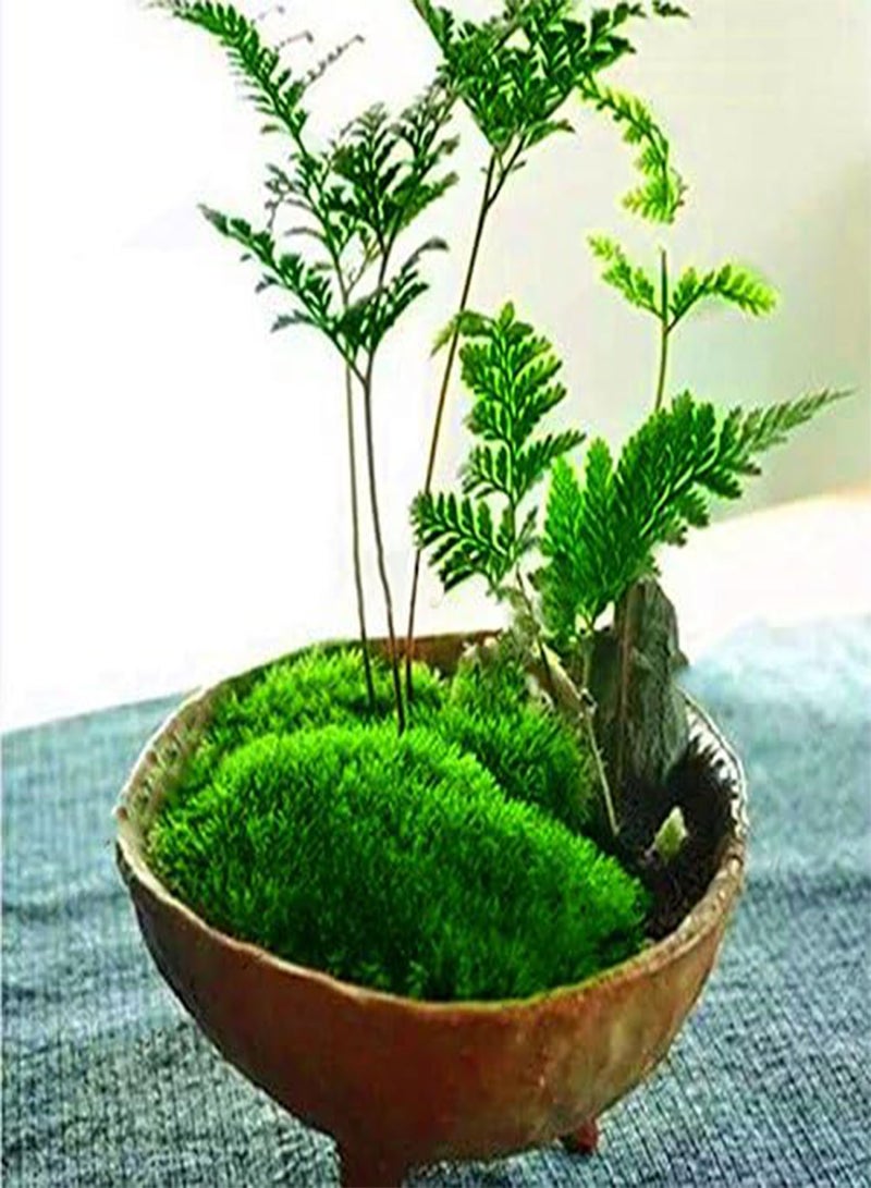 جي جوت بذور الطحالب من إيجرو، عبوة من 100 قطعة، مناسبة لتزيين نباتات البونساي المنزلية، بذور العشب، نباتات مزروعة في أصص - Image 3