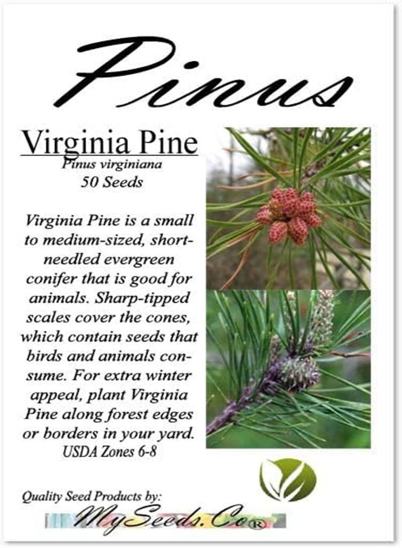 GGOOT Pinus virginiana (Virginia Pine, Scrub Pine, Jersey Pine) Tree Seed, Short Yellow-Green Needles, Light Brown Cones, You Choose The Quantity (1 Pack) - Image 4