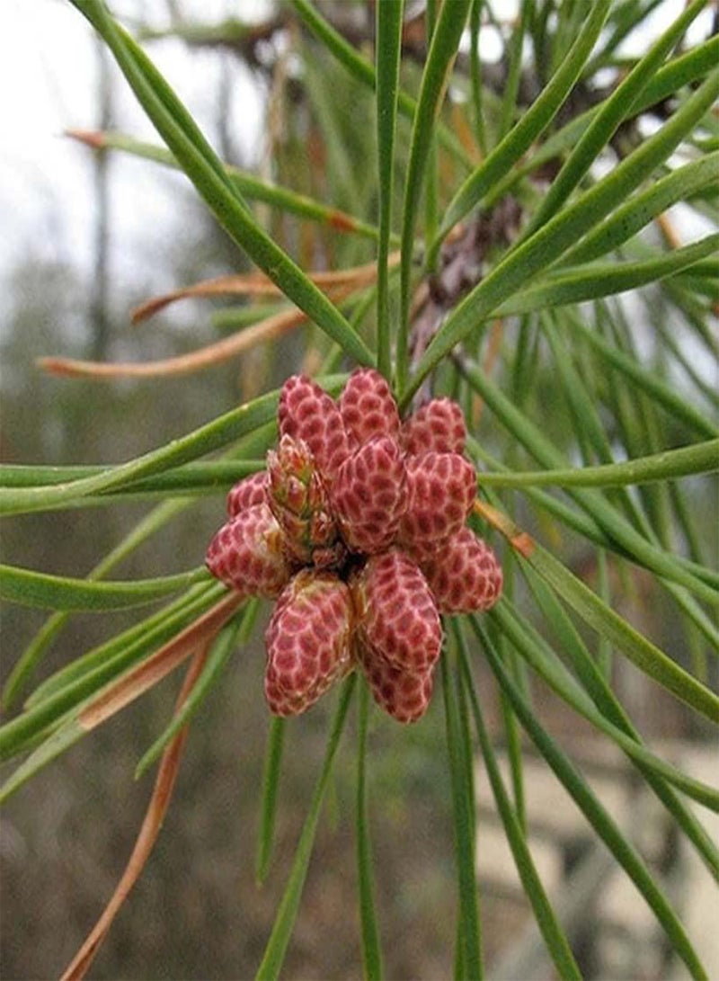GGOOT Pinus virginiana (Virginia Pine, Scrub Pine, Jersey Pine) Tree Seed, Short Yellow-Green Needles, Light Brown Cones, You Choose The Quantity (1 Pack) - Image 1