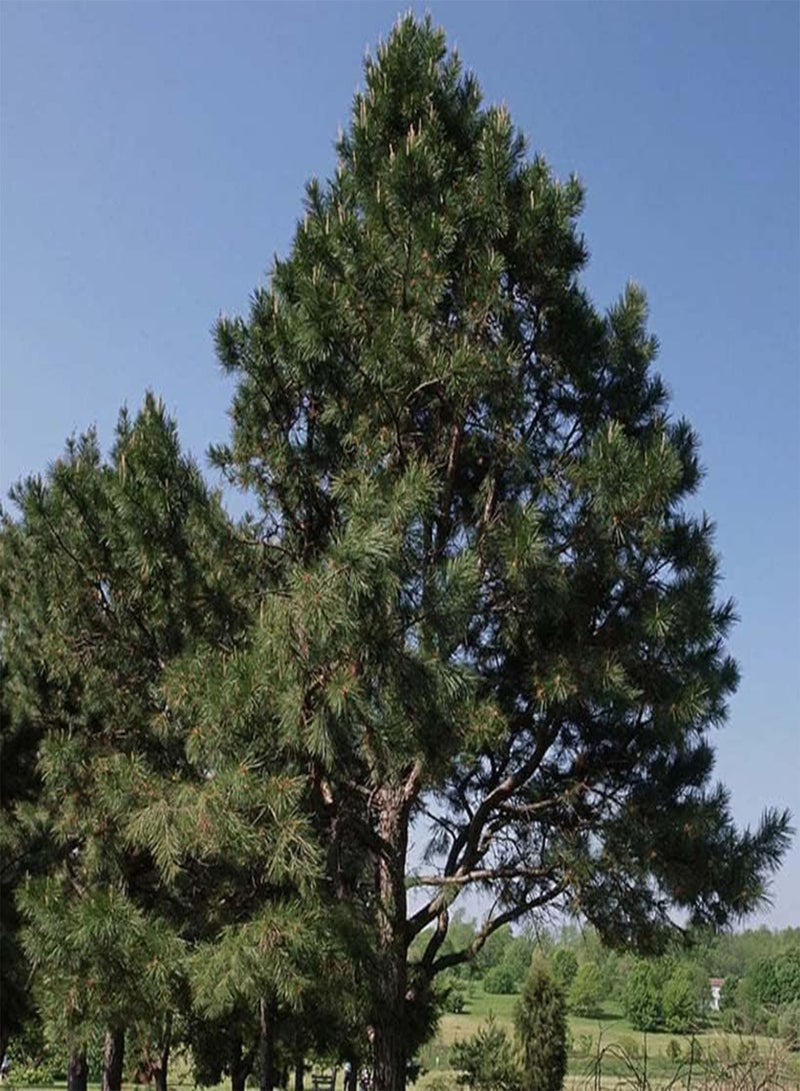 GGOOT Pinus virginiana (Virginia Pine, Scrub Pine, Jersey Pine) Tree Seed, Short Yellow-Green Needles, Light Brown Cones, You Choose The Quantity (1 Pack) - Image 3