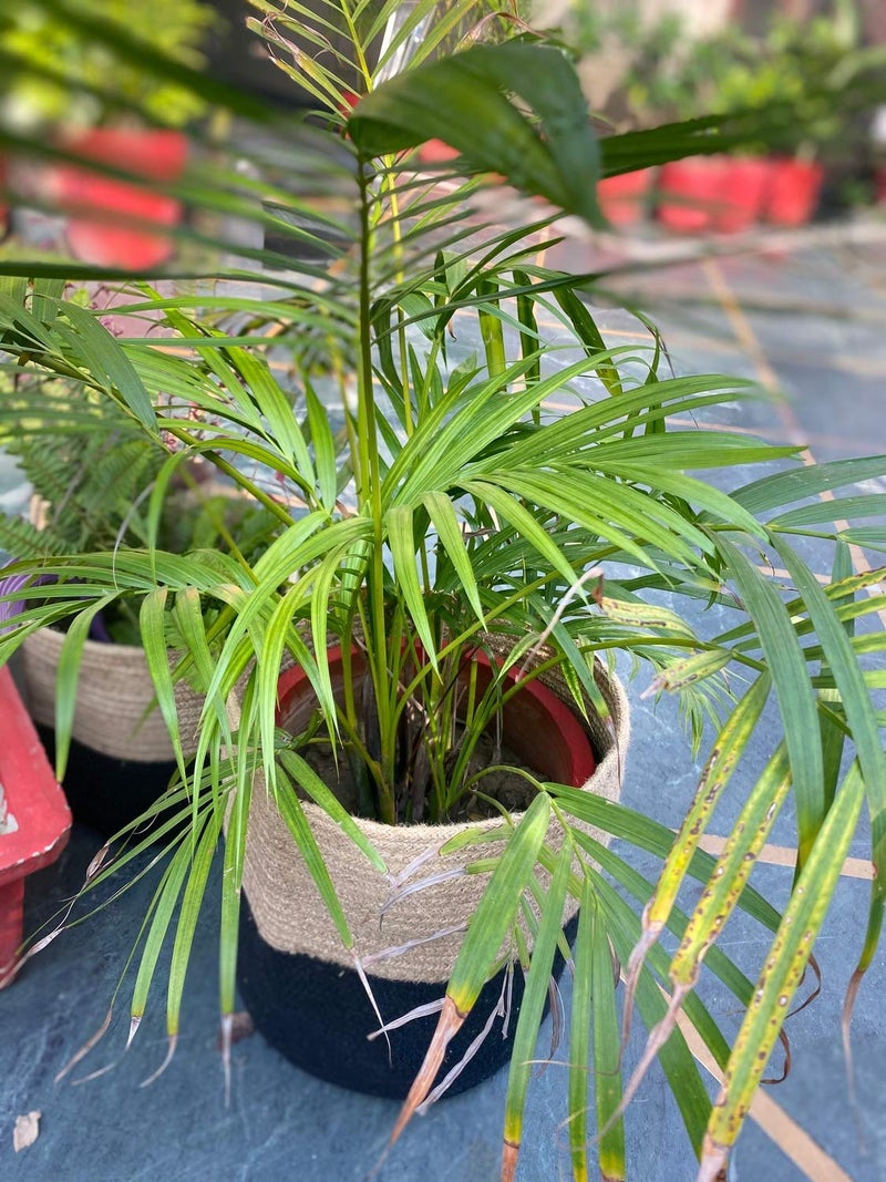 PartyStuff Home Jute Cotton Basket Planter Basket for Home MultiPurpose Storage Bag for Bathroom Living Room Laundry Toys XLarge 14x14 inch Pack of 1 - Image 1