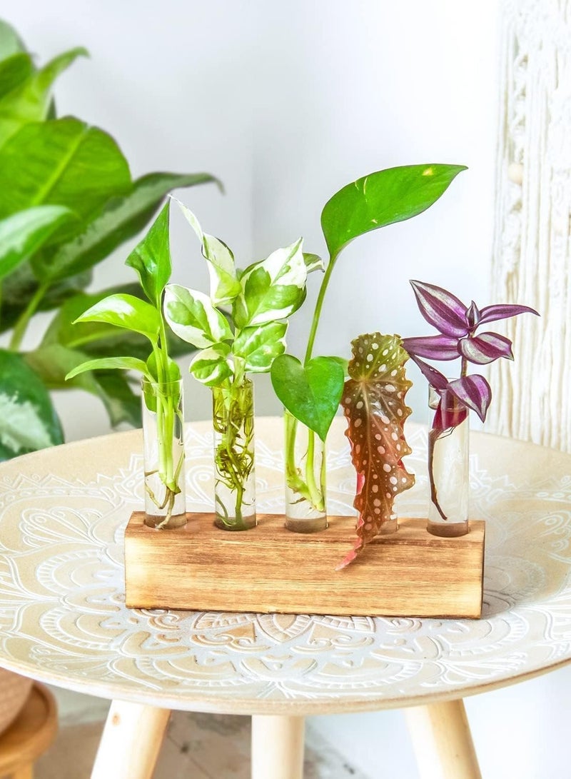 Relex Desktop Glass Plant Propagation Station 5 Test Tube Plant Terrarium in Wooden Stand for Hydroponic Plants Cutting Office Home Decoration - Image 3