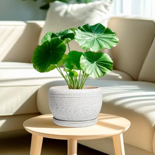 SQOWL Ceramic Plant Pots - 8 inch Planter for Indoor Plants, Round Flower Pot with Drainage Hole and Plant Saucer, Modern Decorative Ceramic Planter Outdoor, Home Room Decor, Garden Gifts, Gray - Image 2