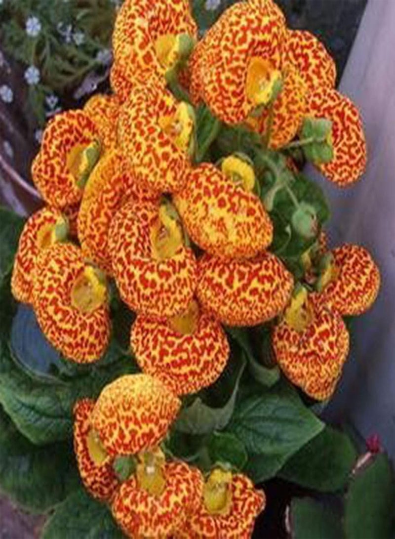 GGOOT Plant Seed 50Pcs/Bag Slipper Flower Seeds Annual Vibrant Georgic Heart Shaped Calceolaria Herbeohybrida Seeds for Planting - Seed - Image 3