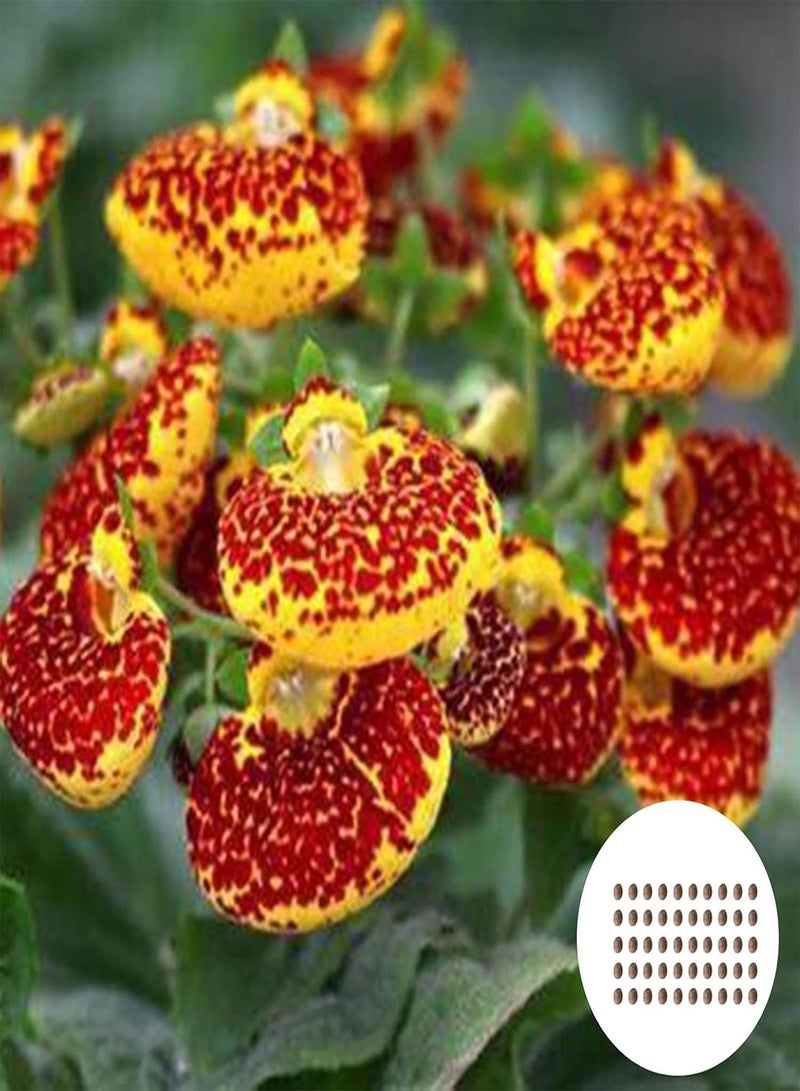 GGOOT Plant Seed 50Pcs/Bag Slipper Flower Seeds Annual Vibrant Georgic Heart Shaped Calceolaria Herbeohybrida Seeds for Planting - Seed - Image 1