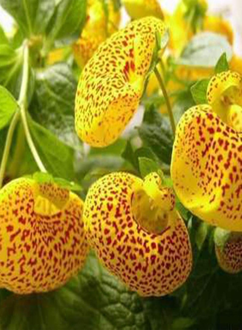 GGOOT Plant Seed 50Pcs/Bag Slipper Flower Seeds Annual Vibrant Georgic Heart Shaped Calceolaria Herbeohybrida Seeds for Planting - Seed - Image 2