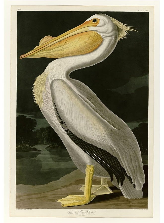 Home Trove Meishe Art Poster Print Retro Vintage Birds Antique Red Flamingo Pelican Wild Animals Decorative Illustration Home Wall Decor (D)  - Image 1