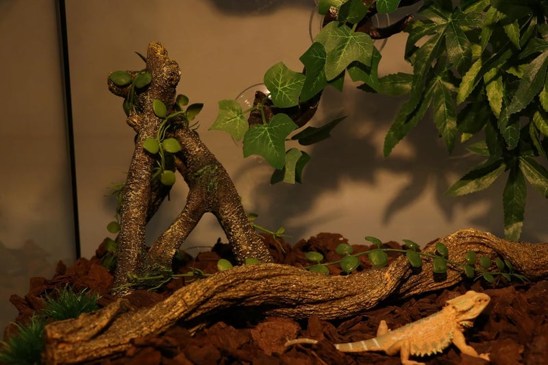 AQUA KT فرع من منتج AQUA KT Reptile Corner مزود بأوراق خضراء وديكور لبيئة صحراوية مناسب للسحالي والثعابين وتنين اللحية والكاميلا والسرطان الانطوائي وجربوع الفهد والبرمائيات. - Image 2