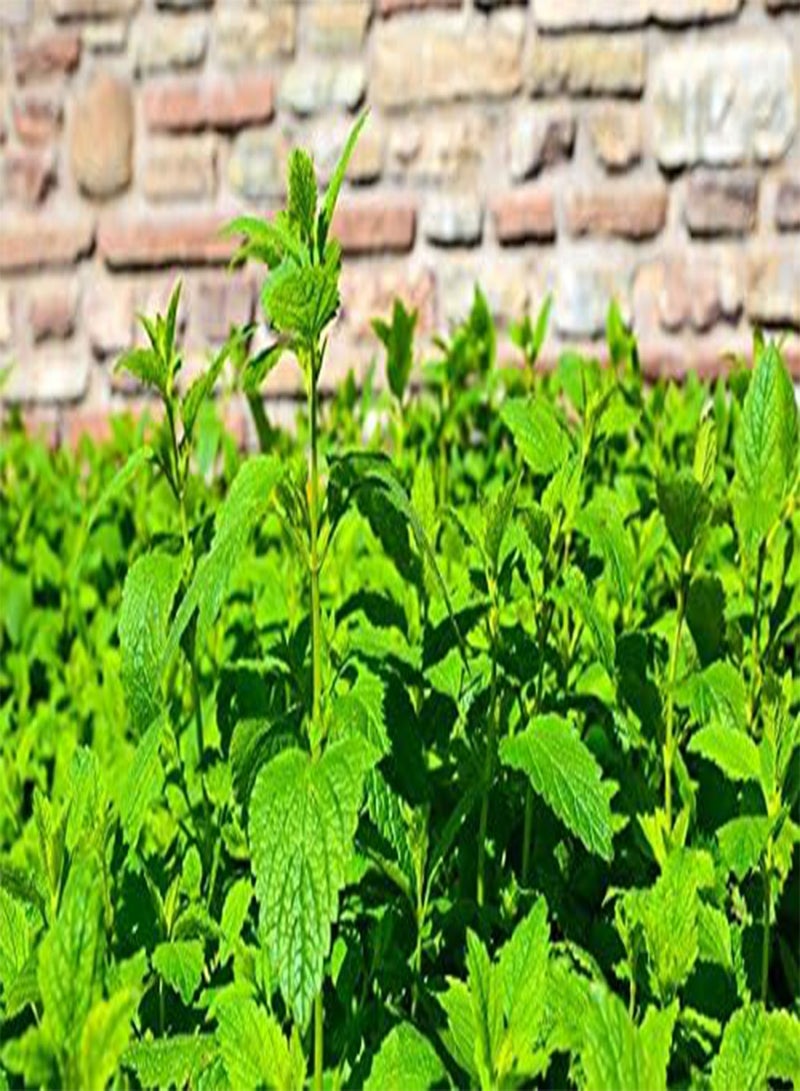 GGOOT Lemon Balm, Melissa Melissa officinalis - - Image 4