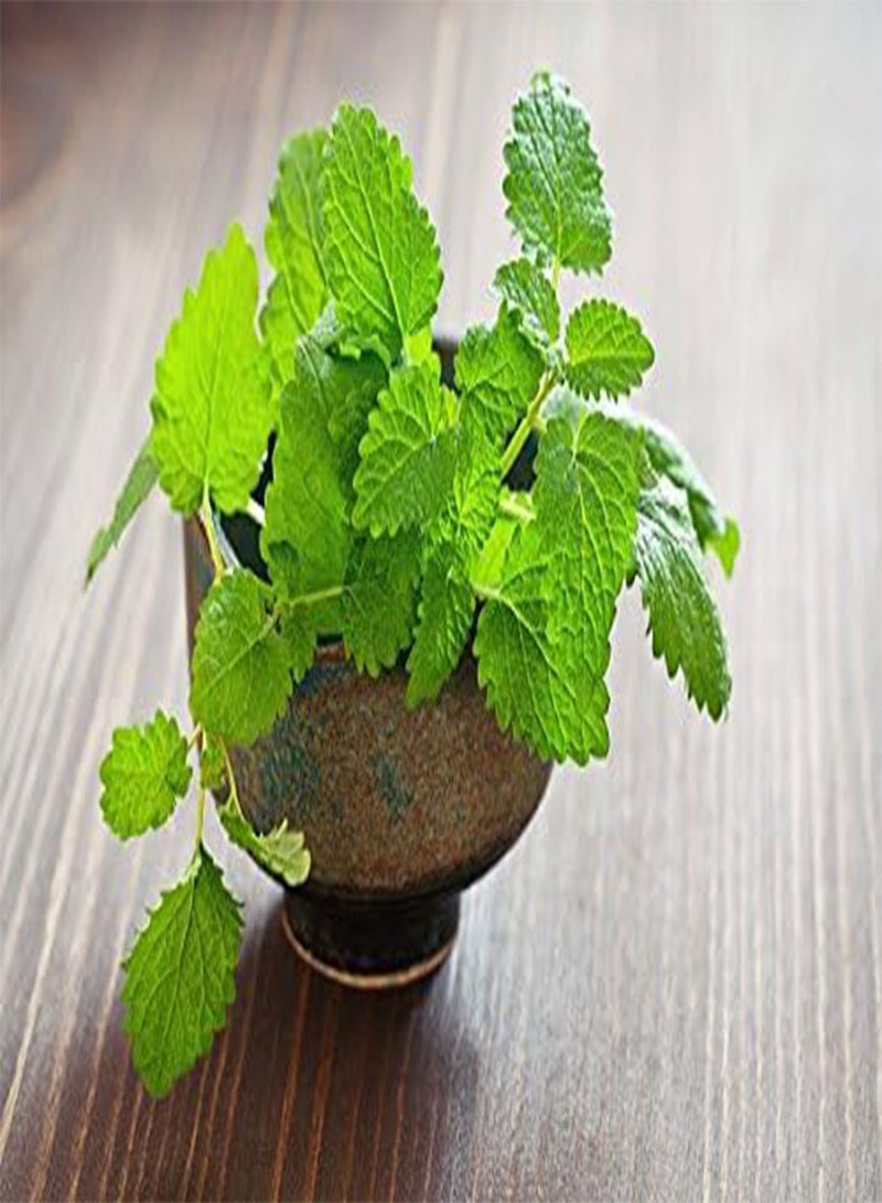 GGOOT Lemon Balm, Melissa Melissa officinalis - - Image 3