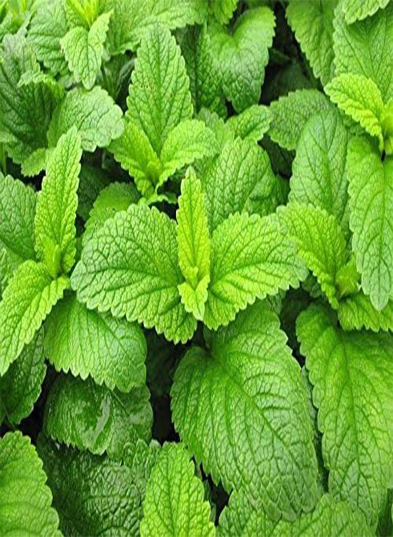 GGOOT Lemon Balm, Melissa Melissa officinalis - - Image 1