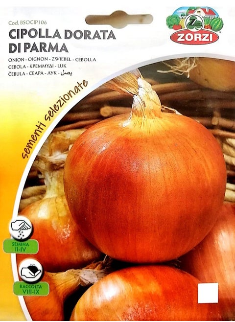 Onion Seeds