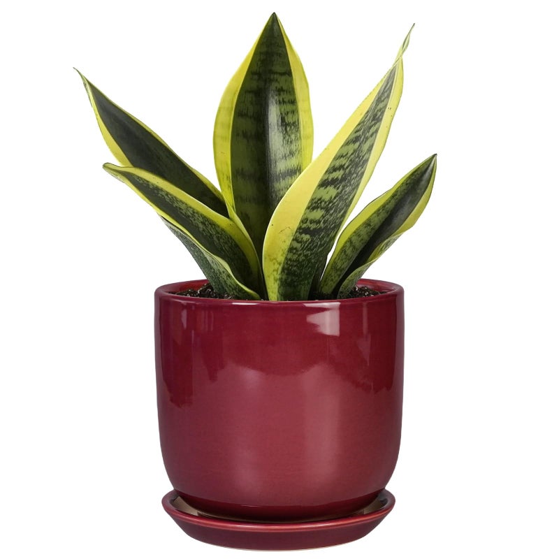 SUNPOTFOR Ceramic Plant Pot - 5 Inch Modern Round Planter for Indoor Plants with Drainage Hole and Saucer, Patio Office House Room Bathroom Decor, Red - Image 1