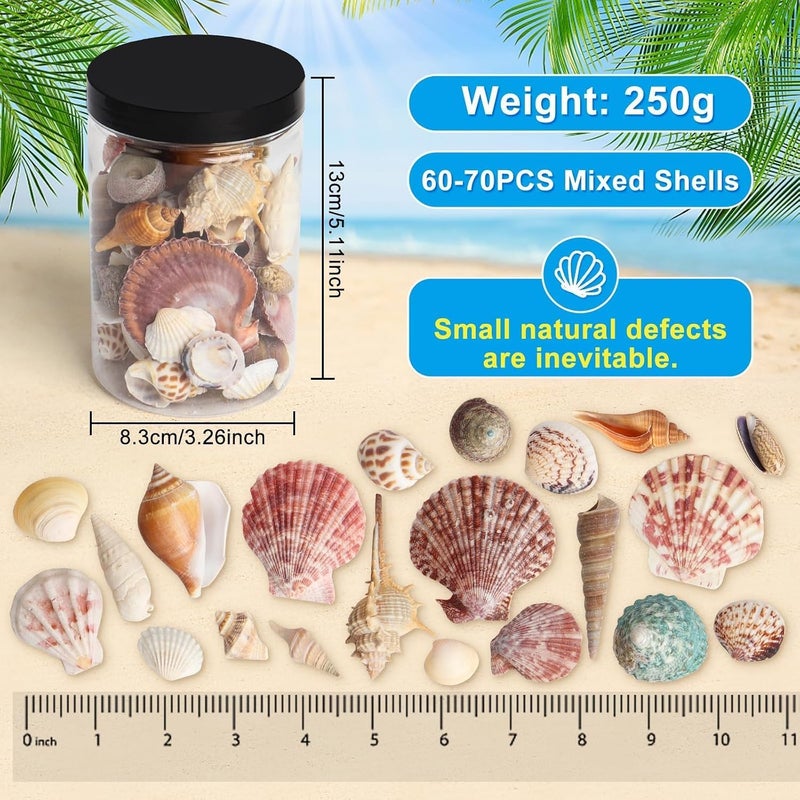 هابي شوب أصداف بحرية مختلطة 250 جرام، أصداف بأحجام مختلفة تصل إلى 2.5 بوصة، أصداف بالجملة مع صندوق للحرف اليدوية، حشو أحواض الزهور، حفلات ذات طابع شاطئي، ديكور المنزل، زينة الراتنج (60-70 قطعة) - Image 2