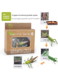 Realistic Simulation Animal Plant Models Toy Collection - Dinosaurs Dragons Unicorns Mermaids Sharks More-Color:PL127-2429 Grasshopper Growth Cycle + English Card + Color Box 64.8G