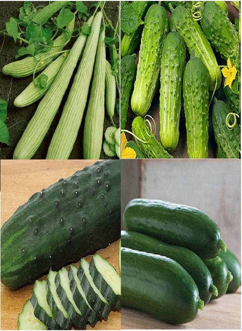 Collection Set Heat Tolerant Cucumber 3954 (Green) 4 Varieties 175 Non-GMO, Open Pollinated Seeds