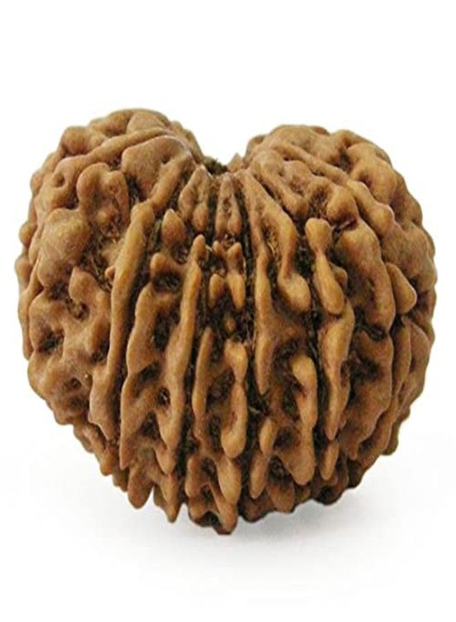 IRIS GEMS 13 मुखी रुद्राक्ष ओरिजिनल लैब सर्टिफाइड Natural Terah Mukhi Rudraksha Original Certified From Nepal Thirteen Faced Rudraksh 13 Mukhi Easy To Wear With Silver Pendant & Red Thread 13 Mukhi Rudraksha तेरह मुखी रुद्राक्ष - Image 2