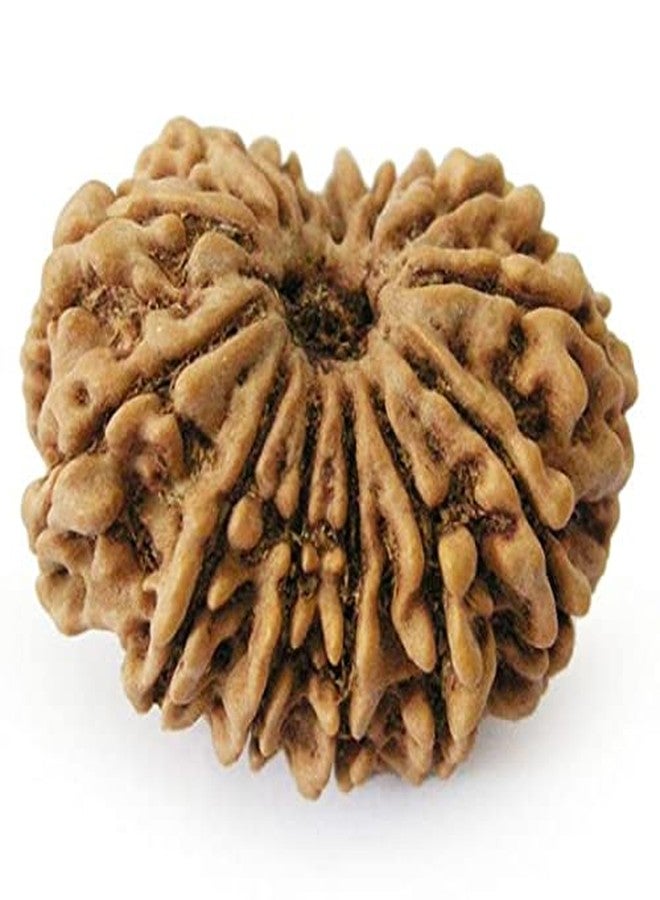 IRIS GEMS 13 मुखी रुद्राक्ष ओरिजिनल लैब सर्टिफाइड Natural Terah Mukhi Rudraksha Original Certified From Nepal Thirteen Faced Rudraksh 13 Mukhi Easy To Wear With Silver Pendant & Red Thread 13 Mukhi Rudraksha तेरह मुखी रुद्राक्ष - Image 3