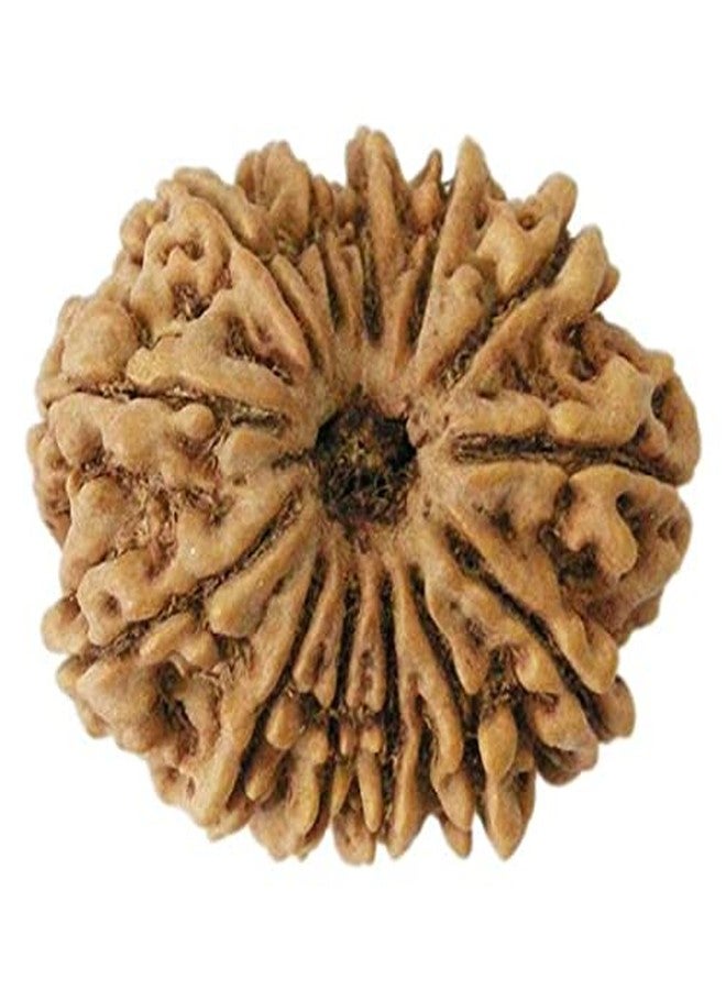 IRIS GEMS 13 मुखी रुद्राक्ष ओरिजिनल लैब सर्टिफाइड Natural Terah Mukhi Rudraksha Original Certified From Nepal Thirteen Faced Rudraksh 13 Mukhi Easy To Wear With Silver Pendant & Red Thread 13 Mukhi Rudraksha तेरह मुखी रुद्राक्ष - Image 1