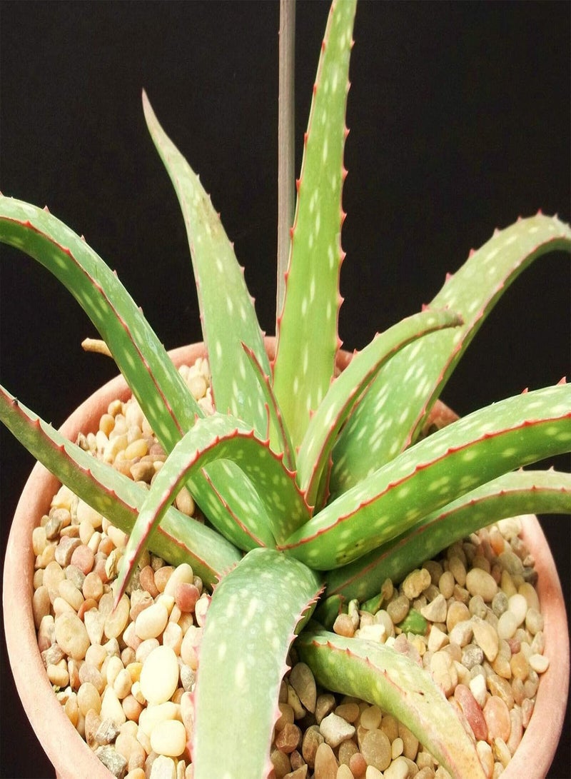 GGOOT Aloe SINKATANA Cactus Hybrid Exotic Color Succulent Rare Flowering Seed 10 Seeds