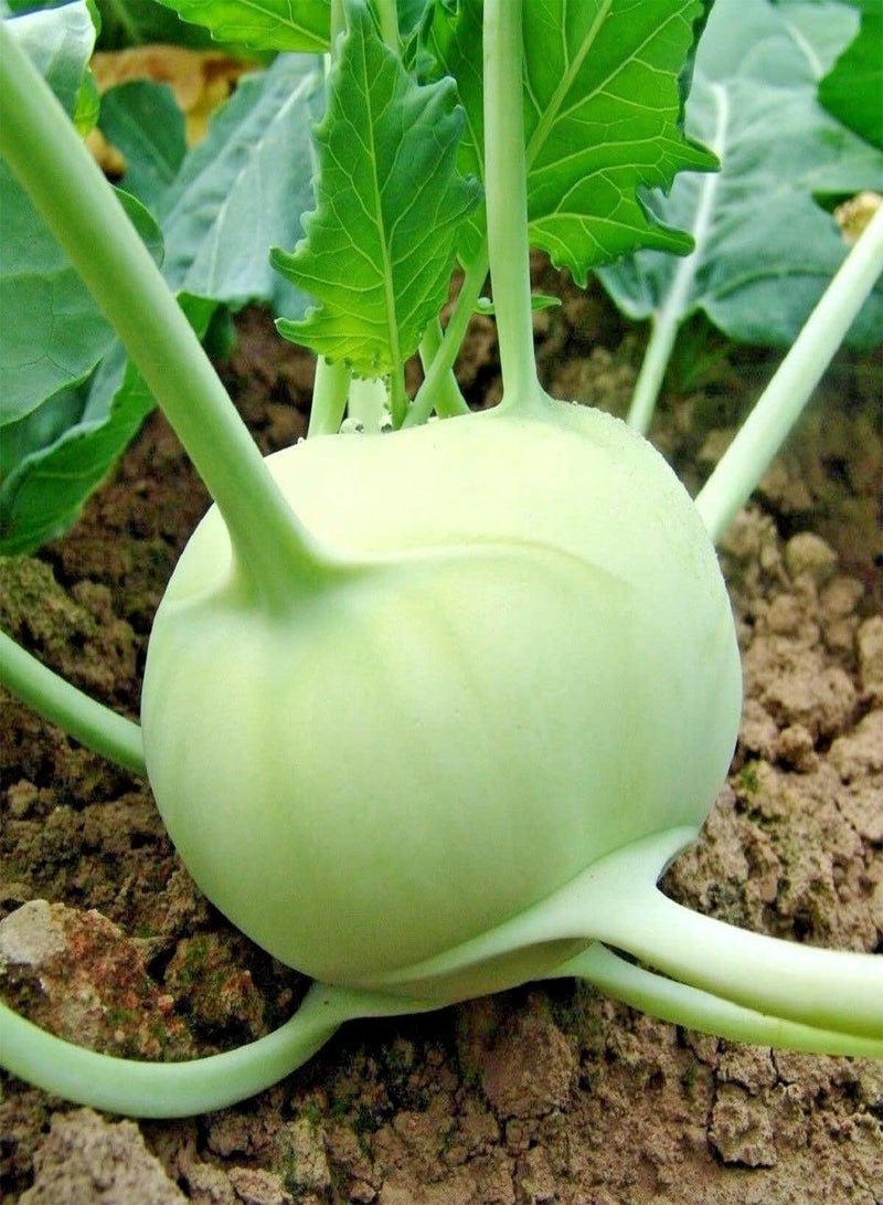 GGOOT Kohlrabi Kref F1 - Brassica oleracea gongyloides Vegetable Seeds, Home Garden Planting by Heavy Torch, 20 Seeds