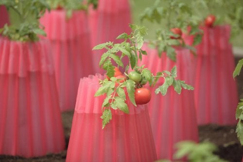 Bosmere Kozy Coats Garden Teepee Insulated Plant Covers | Protects Plants From Winter Weather, Water Filled Freeze Protection For Plants | Pack of 6 - Image 2