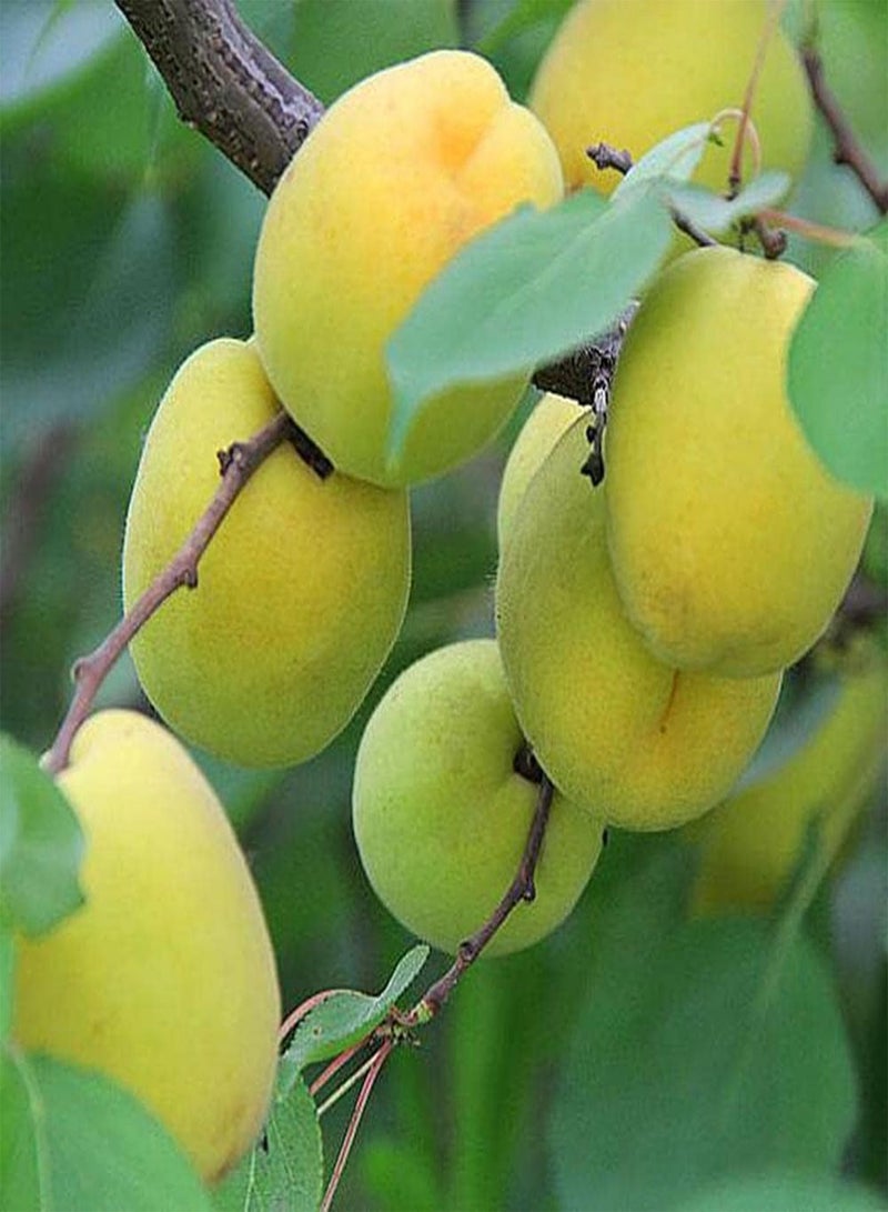 جي جوت 10 قطع من بذور المشمش، فاكهة ناعمة وجميلة اللون، فاكهة قوية أساسية لاستقبال الضيوف، سهلة الزراعة، محبوبة من قبل الناس - Image 3