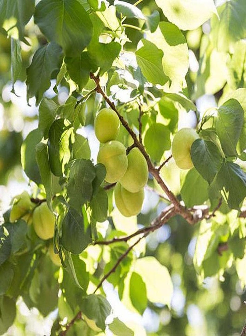 جي جوت 10 قطع من بذور المشمش، فاكهة ناعمة وجميلة اللون، فاكهة قوية أساسية لاستقبال الضيوف، سهلة الزراعة، محبوبة من قبل الناس - Image 1