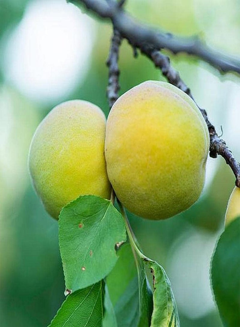 جي جوت 10 قطع من بذور المشمش، فاكهة ناعمة وجميلة اللون، فاكهة قوية أساسية لاستقبال الضيوف، سهلة الزراعة، محبوبة من قبل الناس - Image 2