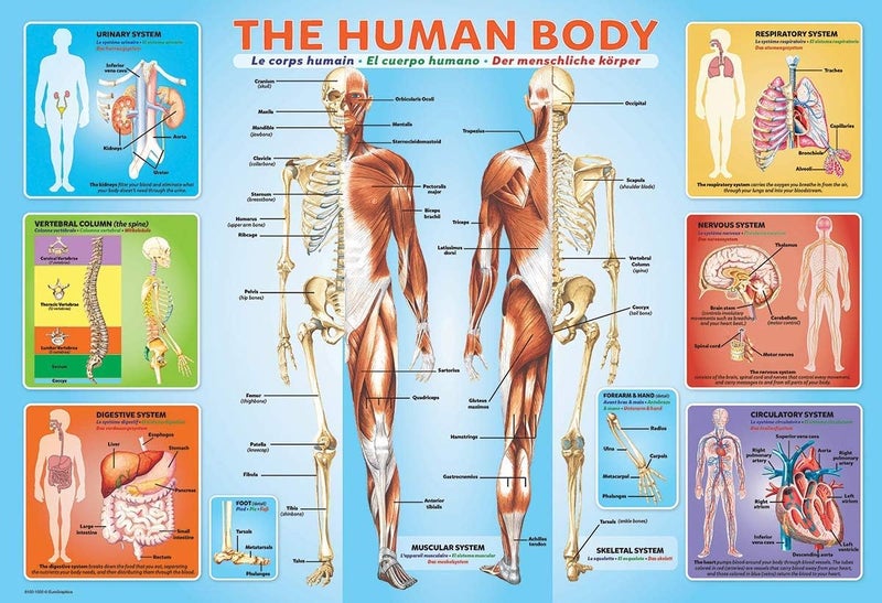 EuroGraphics Human Body Jigsaw Puzzle 200Piece - Image 2