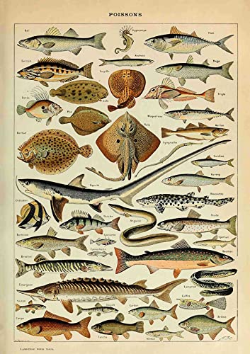 Ovfovy UNFRAMED Paper Vintage Fish Poster, Unframed Wall Art Print - Image 1