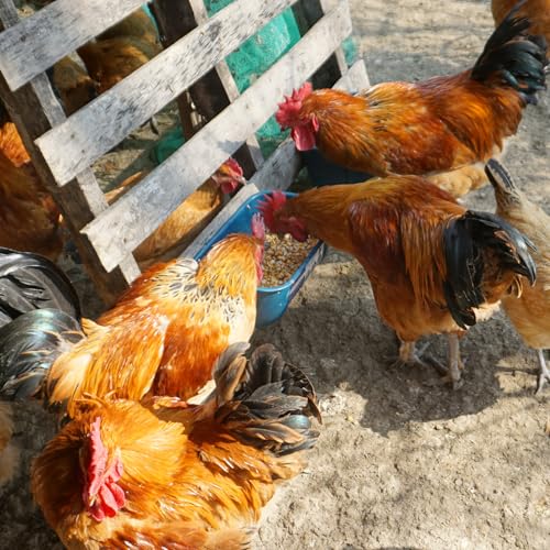 Goovilla Chicken Feeder Waterer, Hanging or Screw-in Fence Feeders with Clips, 2 Pack 5 Quart Goat Feeding Supplies, Duck Piglet Sheeple Coop Dog Livestock Poultry Plastic Feeder Trough Bucket, Blue - Image 5