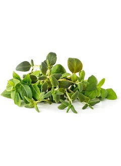 CLICK AND GROW Seeds Italian Herb Mix 9 Pack  - Image 1