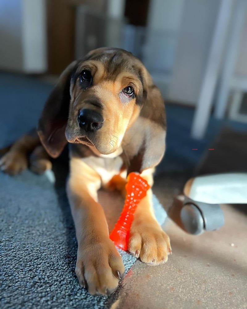 Nylabone Freezer Knuckle Bone Puppy Chew Toy, Soothing Teething Toys for Puppies, Color Changing, Lamb & Apple Flavor, Small Dogs - Up to 25 lbs., 1 Count - Image 2