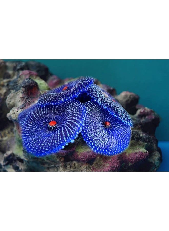 OrgMemory Artificial Coral Plant, Faux Coral Ornaments, Underwater Sea Plants, for Fish Tank Aquarium, Fish Cave Hideout Decoration Landscape (Blue Coral) - Image 4