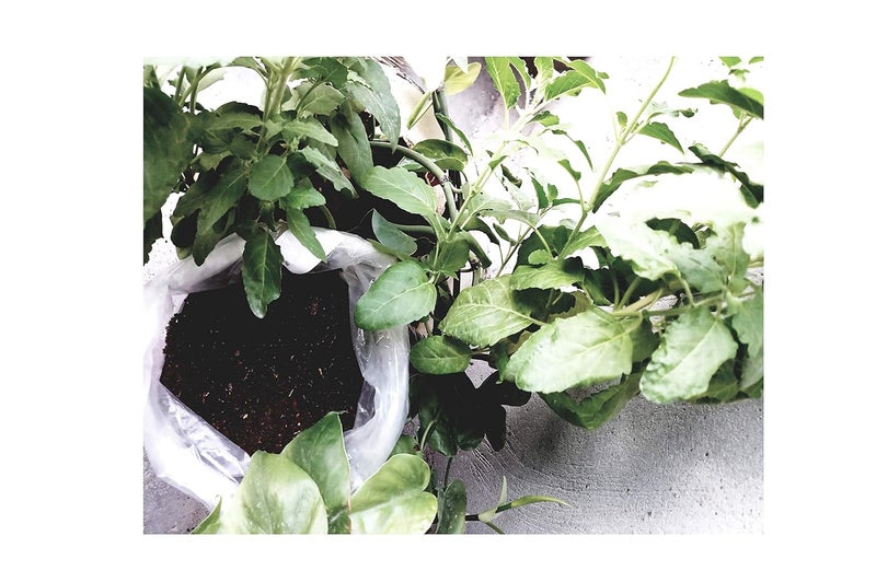 Generic Oxten Organic Compost 1kg  - Image 2