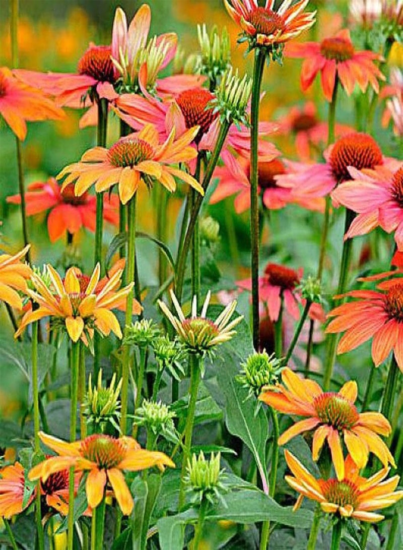 جي جوت 100 قطعة من بذور إشنسا، زهور زينة غريبة جميلة هي الخيار الأفضل لتزيين الحديقة وإنشاء مناظر طبيعية قياسية للحدائق - Image 2