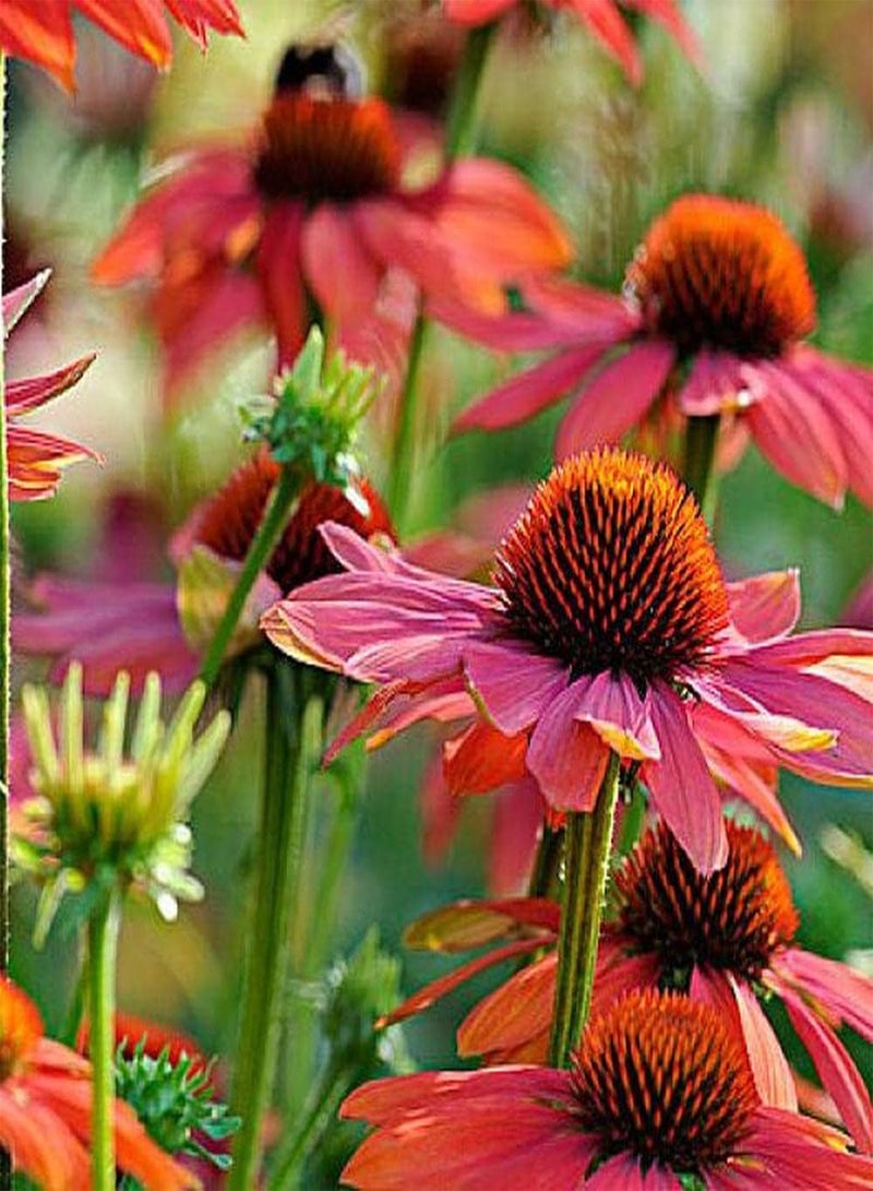 جي جوت 100 قطعة من بذور إشنسا، زهور زينة غريبة جميلة هي الخيار الأفضل لتزيين الحديقة وإنشاء مناظر طبيعية قياسية للحدائق - Image 3