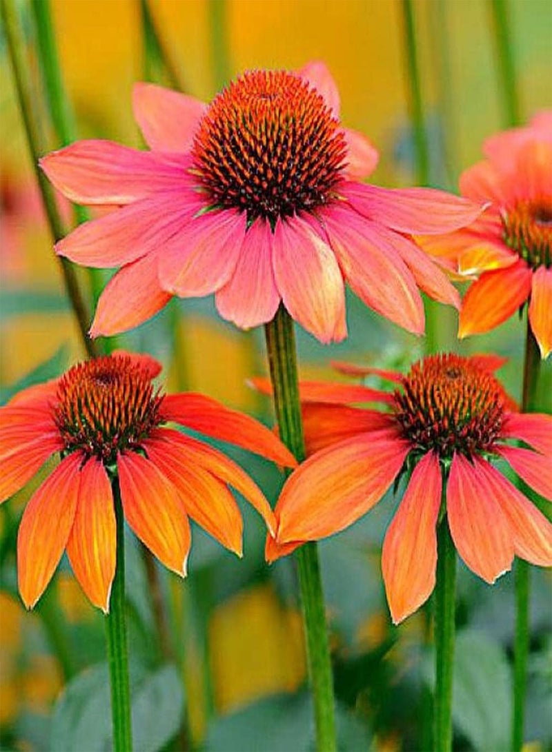 جي جوت 100 قطعة من بذور إشنسا، زهور زينة غريبة جميلة هي الخيار الأفضل لتزيين الحديقة وإنشاء مناظر طبيعية قياسية للحدائق - Image 1