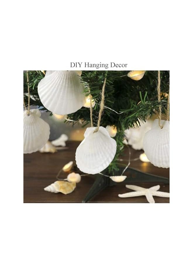 The Bros Scallop Shells for Serving Food, 6PCS Baking Shells Large White Natural Seashell from Sea Beach for DIY Craft Mermaid Beach Wedding Home Decoration (10-11cm)  - Image 3