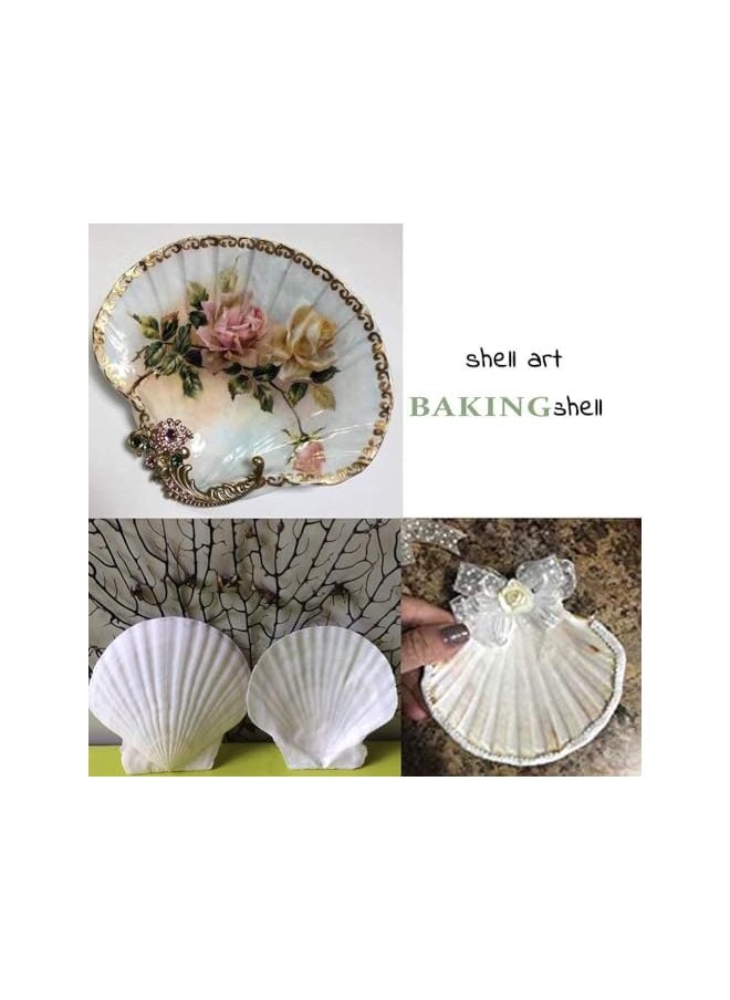 The Bros Scallop Shells for Serving Food, 6PCS Baking Shells Large White Natural Seashell from Sea Beach for DIY Craft Mermaid Beach Wedding Home Decoration (10-11cm)  - Image 4