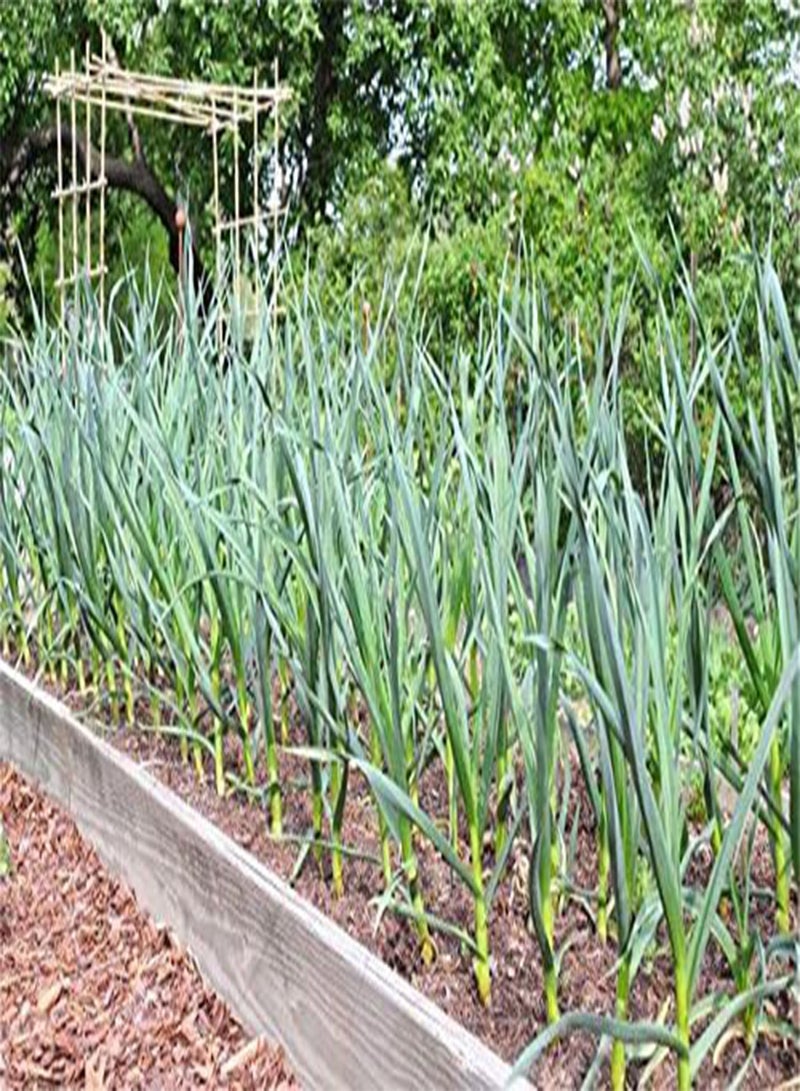GGOOT Chesnok Red Garlic, 2 Nice seeds. Great for Fall Planting! Non GMO - Image 2