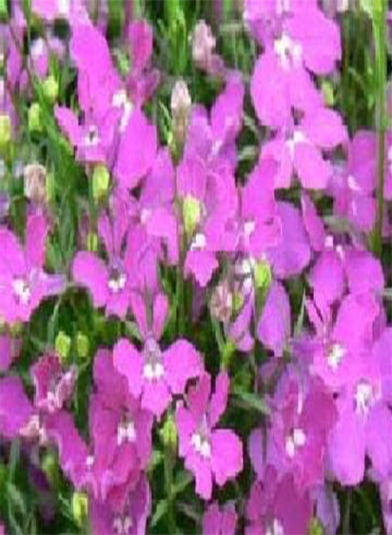 GGOOT Lobelia Riviera Rose (Bedding) 75 x Pelleted Flower Seeds - Image 2