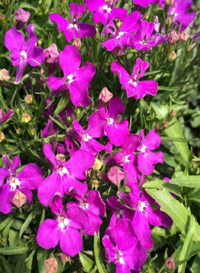 GGOOT Lobelia Riviera Rose (Bedding) 75 x Pelleted Flower Seeds - Image 1